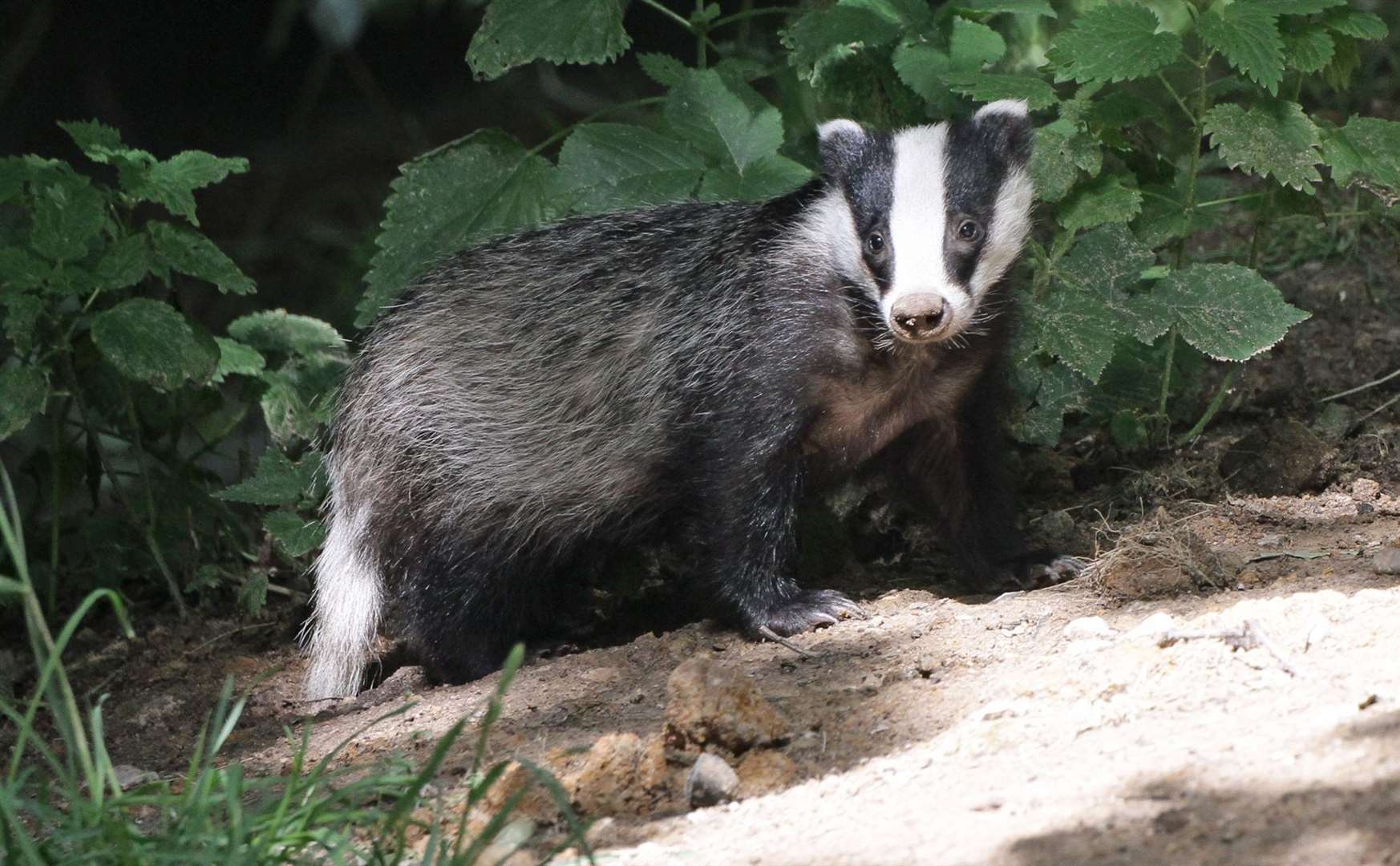 Badgers are a protected species. Photo Peter Smith