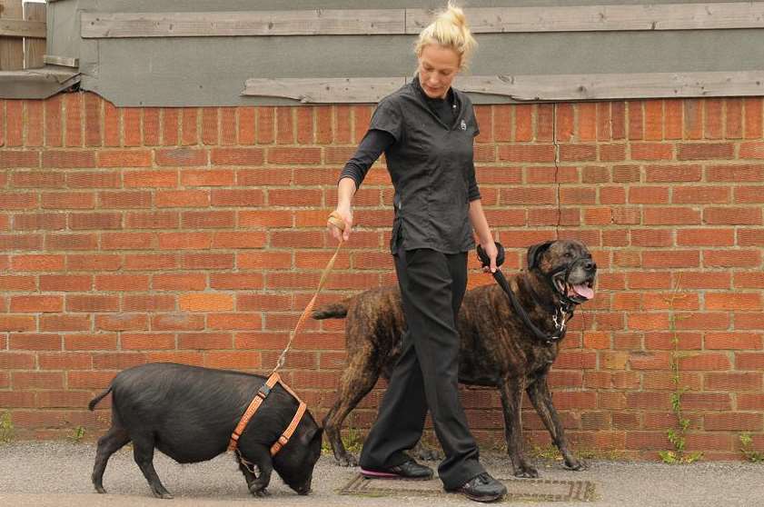 Winnie the pig and Alfie, a 10-year-old Rottweiler and bullmastiff cross, go for a walk with Jo Edwards