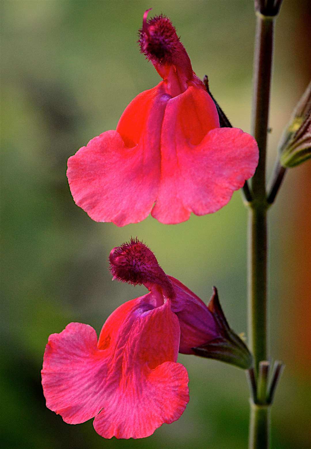 Salvia Wine and Roses