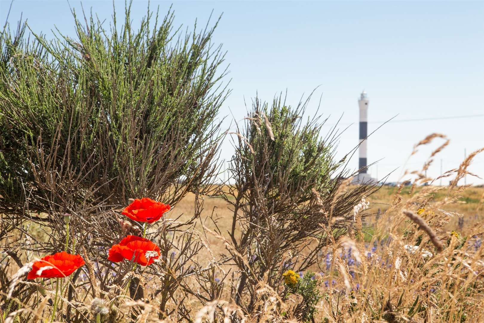 Dungeness lies at the southernmost point of Kent