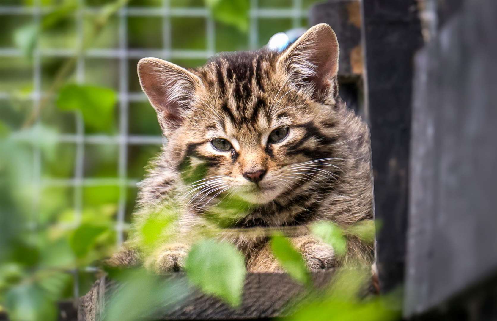 Wildwood has welcomed the arrival of four wildcat kittens. Picture: Dave Butcher