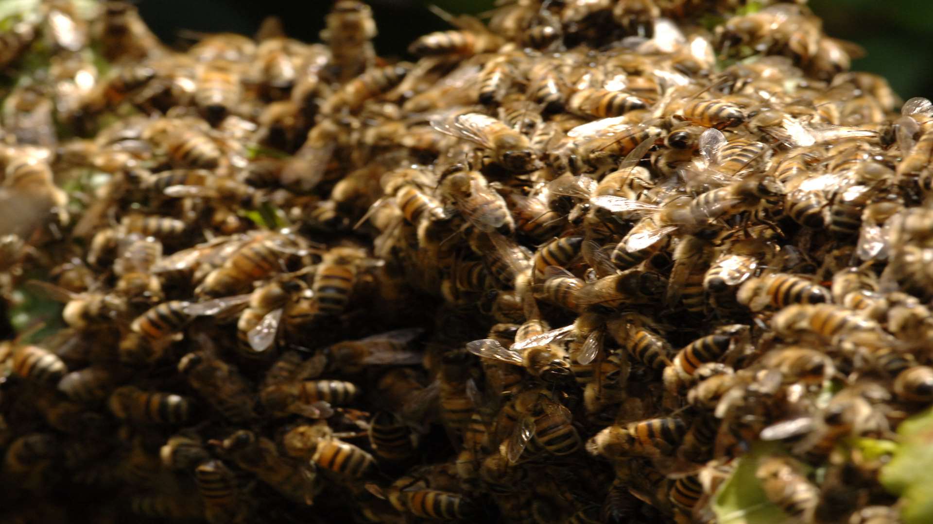 A swarm of bees. Library image.