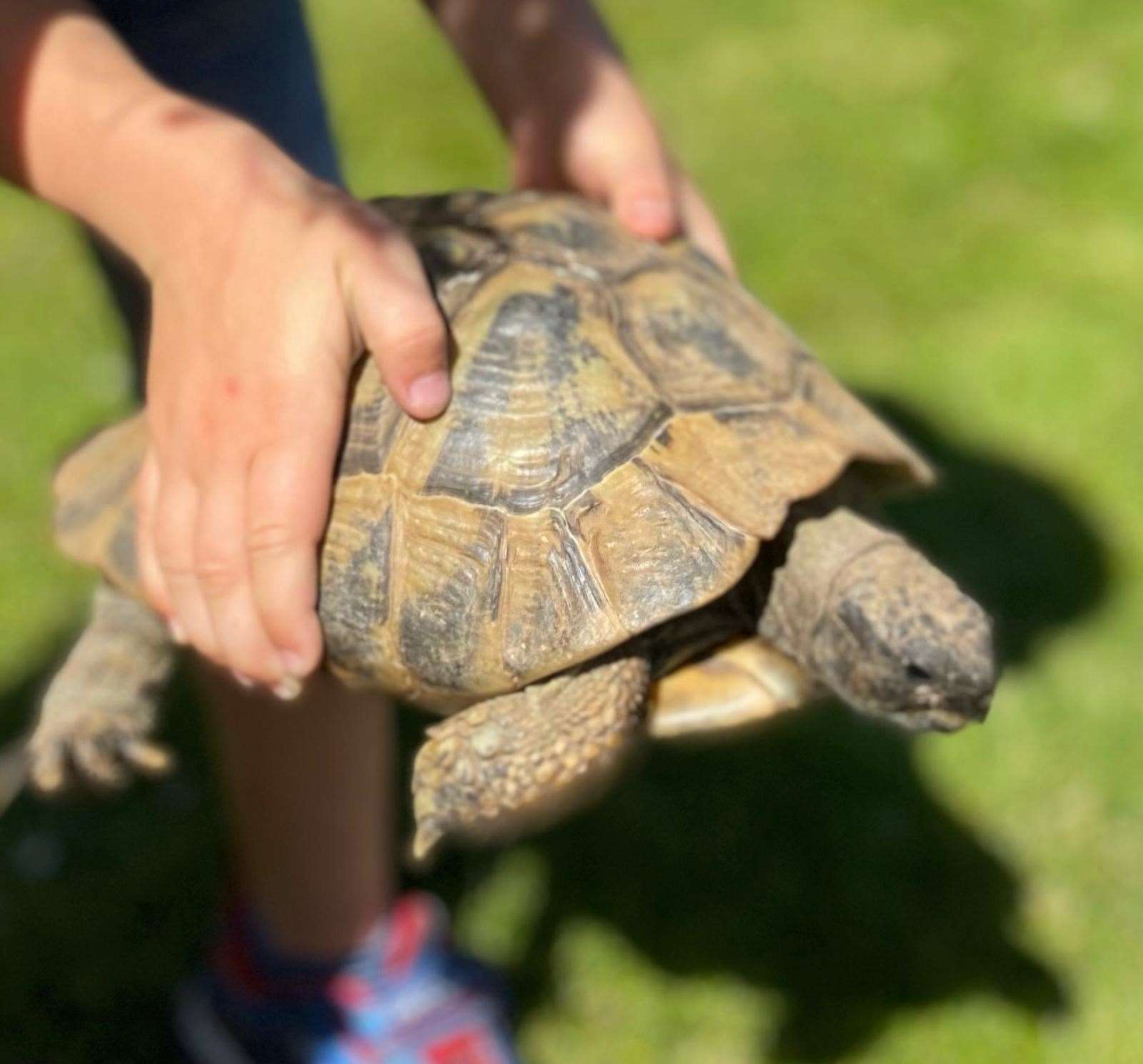 Shellie is a garden tortoise and has been with the same family for 49 years. Picture: Diana French