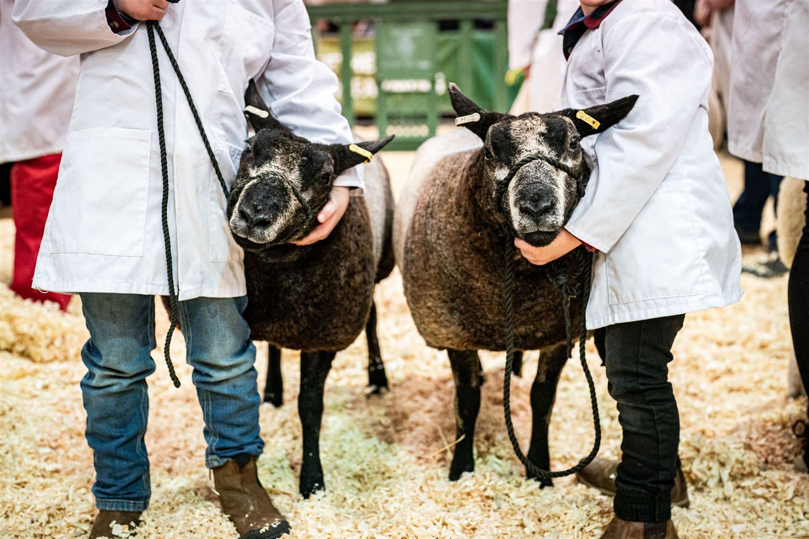 Some of the sheep looked more nervous than their handlers in the show ring (Ben Birchall/PA)