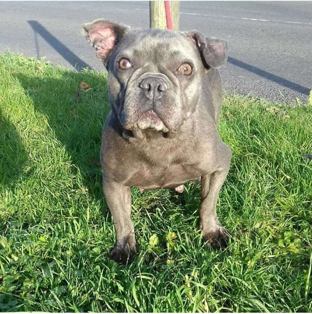 Minnie the French bulldog was rescued by Swale Council dog warden