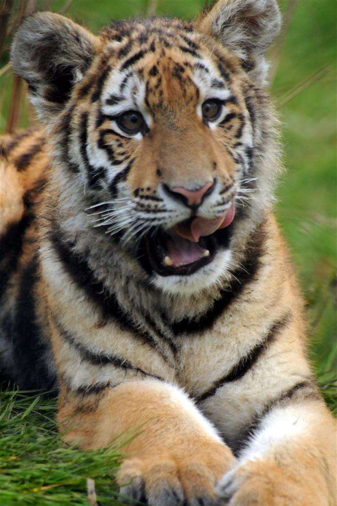 North Thanet MP Sir Roger Gale has condemned the "revolting" wildlife crime that endangers tigers like this one.