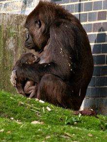 A newly-born western lowland gorilla, at Port Lympne Wild Animal Park. The infant is with its mother Mumba.