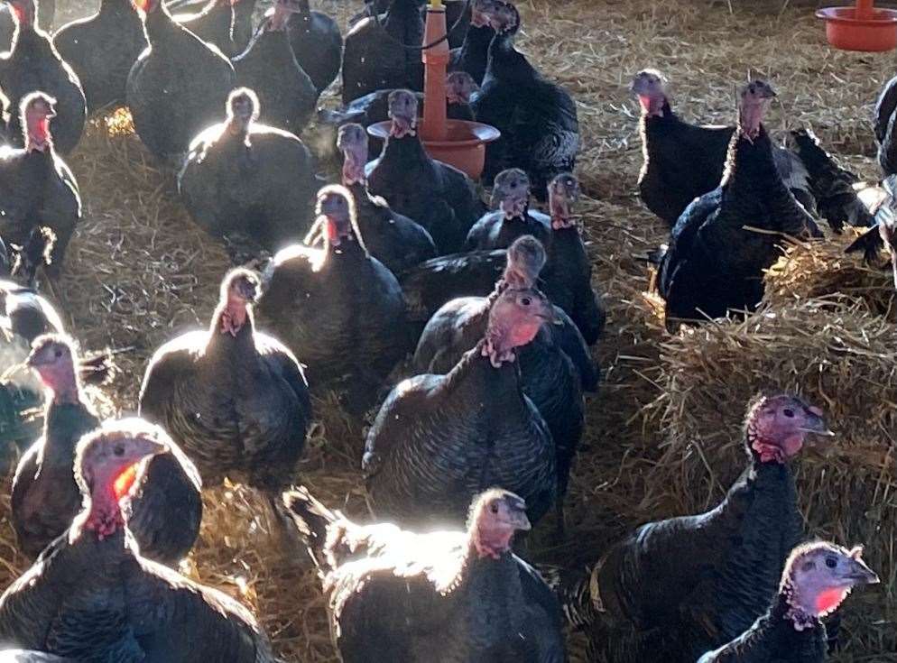 Turkeys at Cottage Farm in Sevenoaks