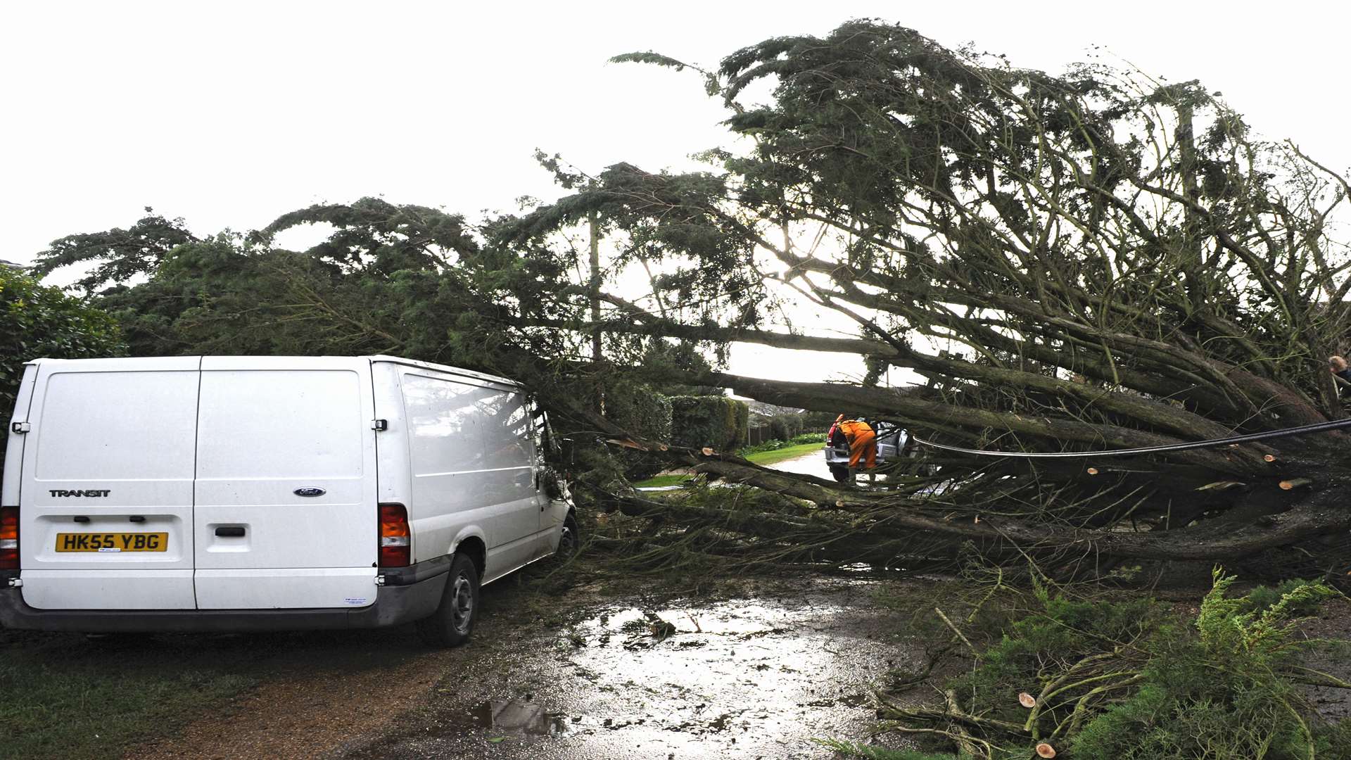 The fallen tree in Victoria Road in Kingsdown