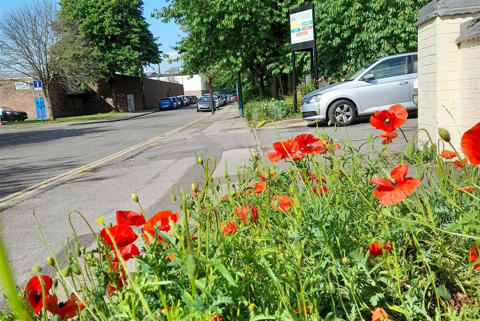 Poppies can be used to make opium. Photo by Erin McDaid