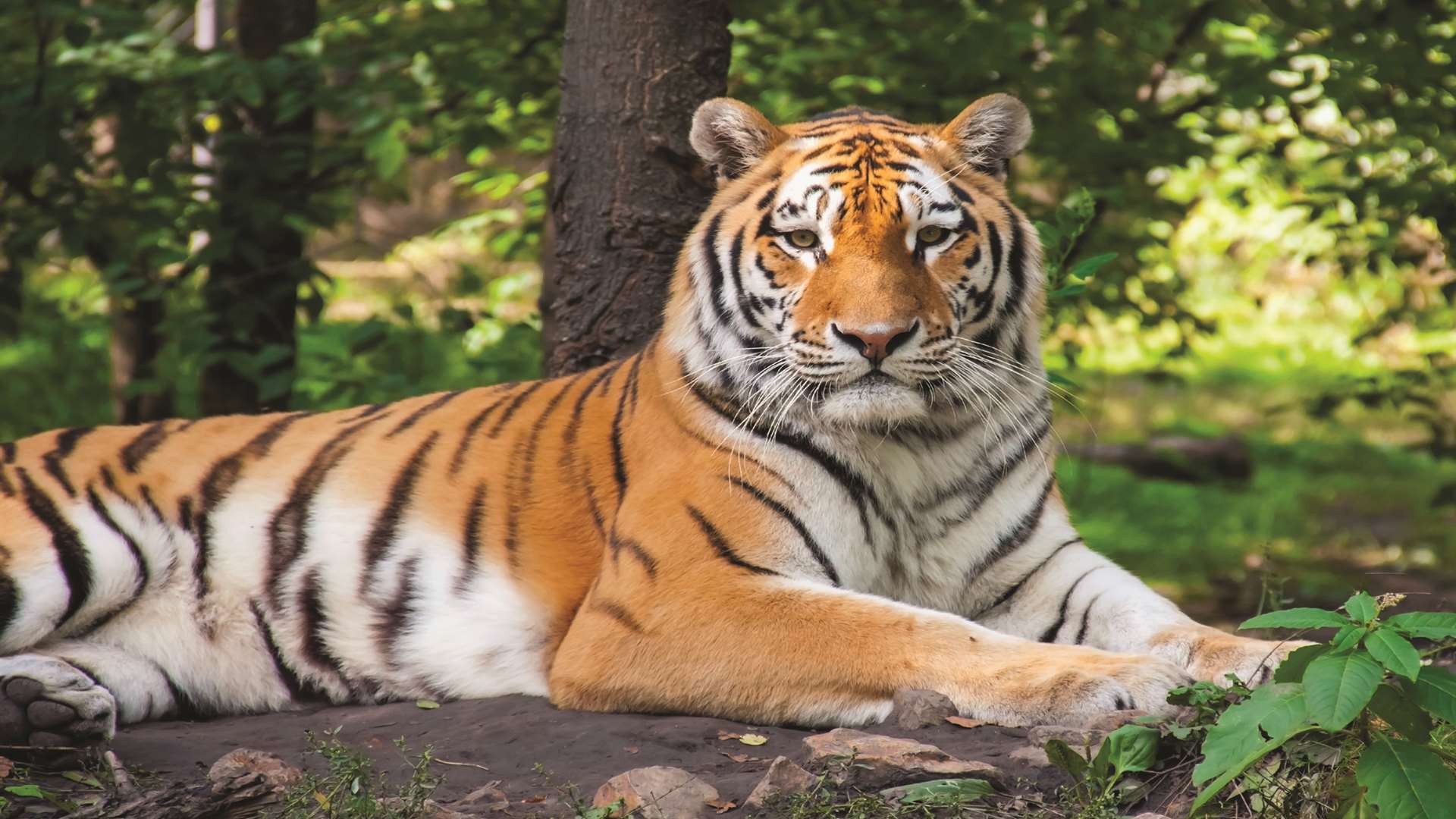 One of Port Lympne's residents