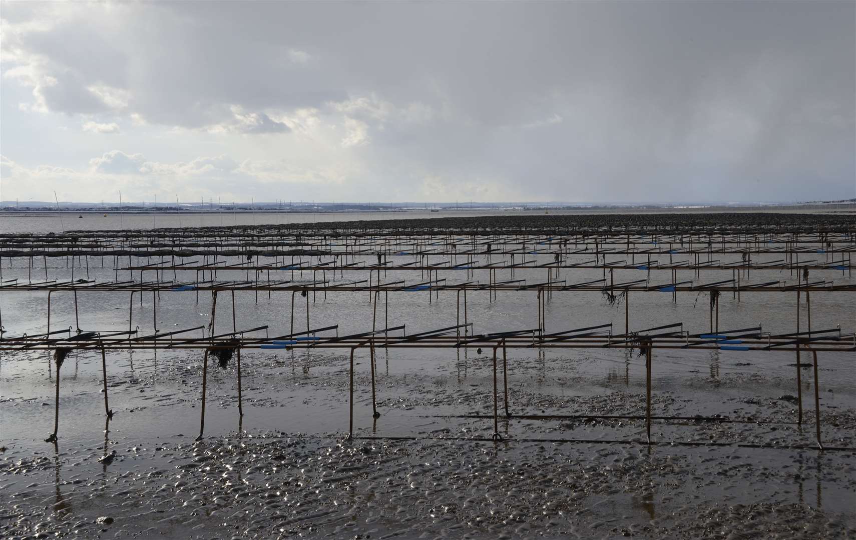 The Whitstable Oyster Fishery Company farm at West Beach. Picture: Paul Amos