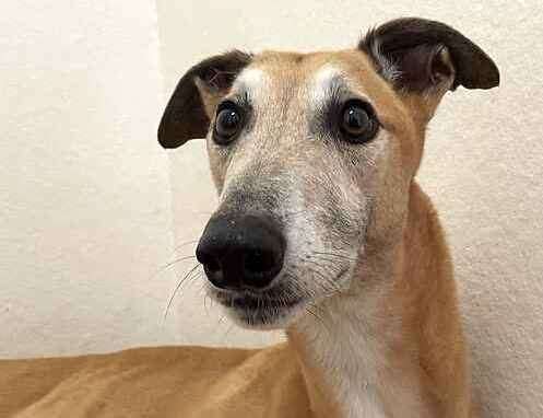 Charlie the greyhound. Picture: Last Chance Animal Rescue