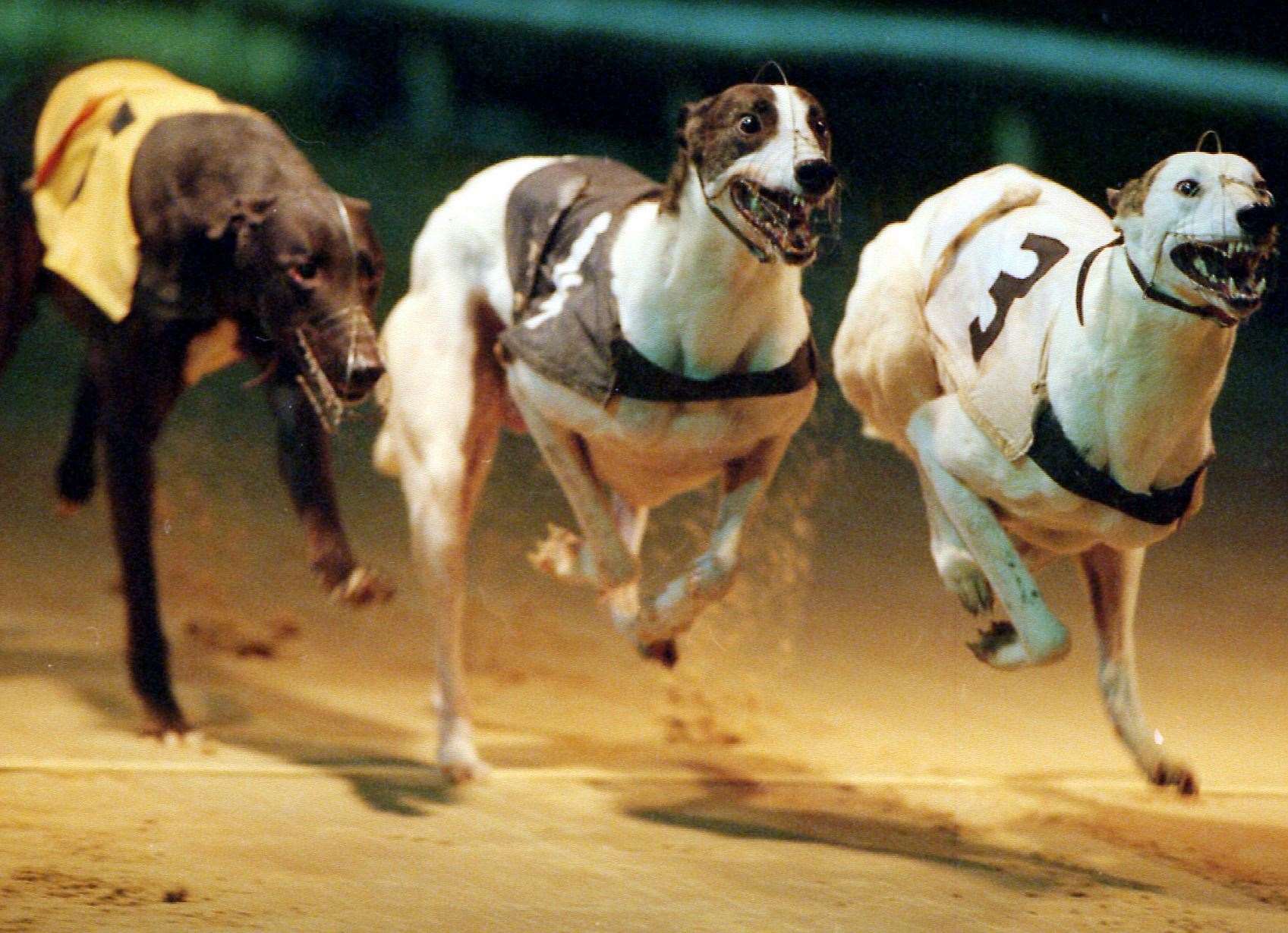 Greyhound racing faces bans in other places. Photo: Diana Illingworth