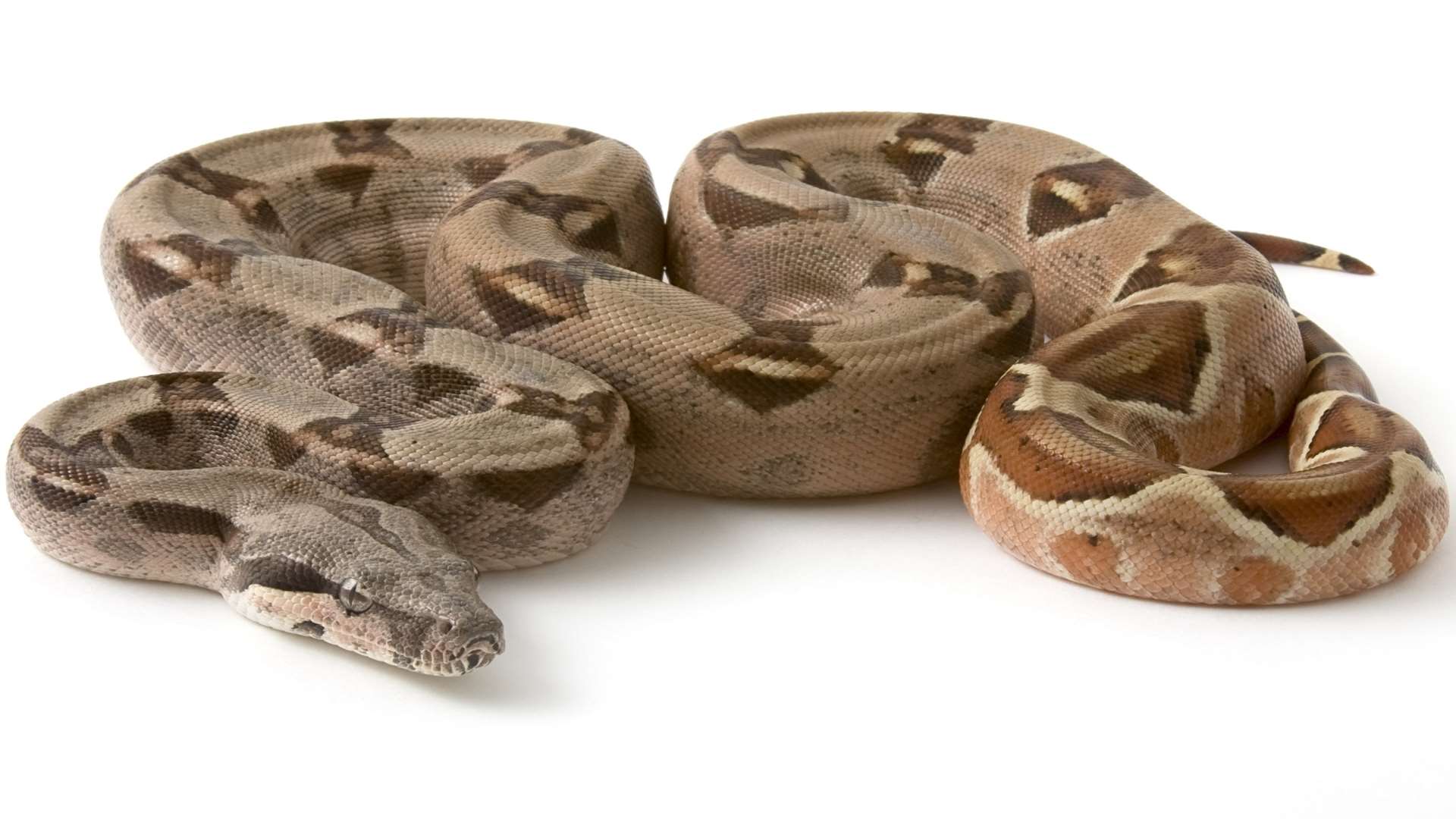 Swirling patterns on a carpet can look like slithering snakes. Stock image by Thinkstock