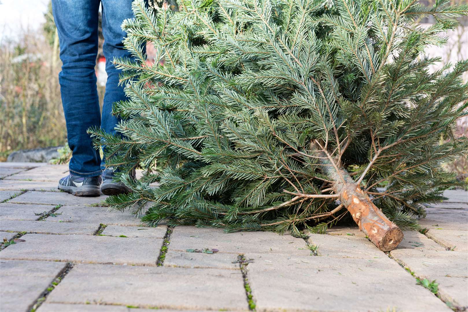 Canterbury district residents could see the free Christmas tree collection scrapped