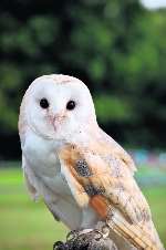 Jo Jo the Rare Breeds Centre's barn owl