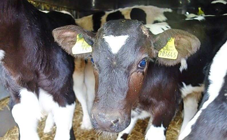 Calves were transported through Ramsgate this morning. Picture: James Shaughnessy