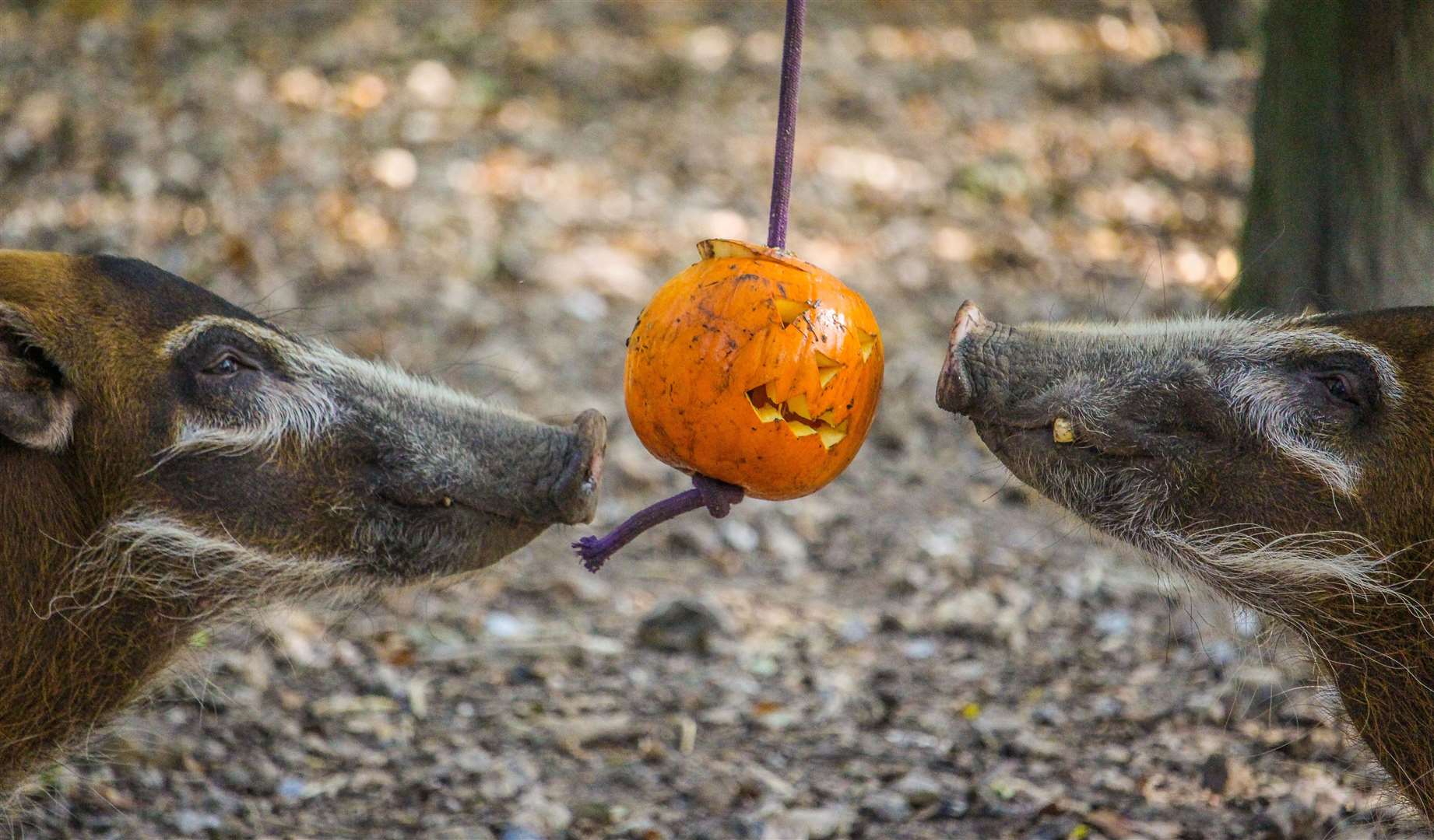 Kids go free during the school holidays at Howletts Wild Animal Park. Picture: Howletts