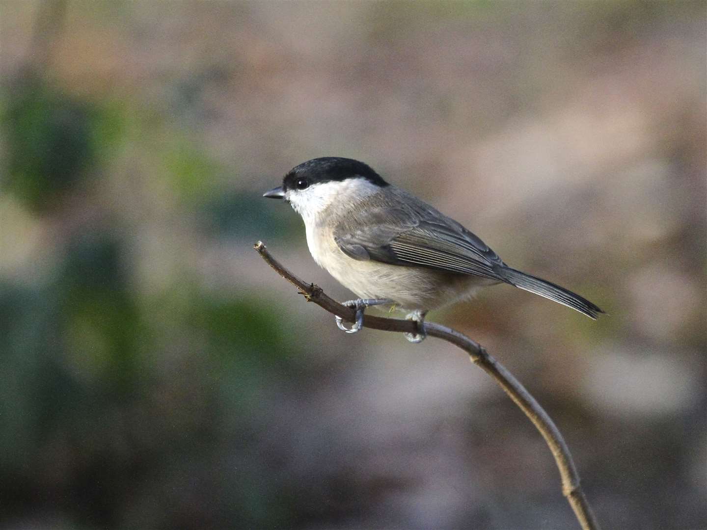 Willow tit on a branch (Richard Bradshaw/National Trust/PA)