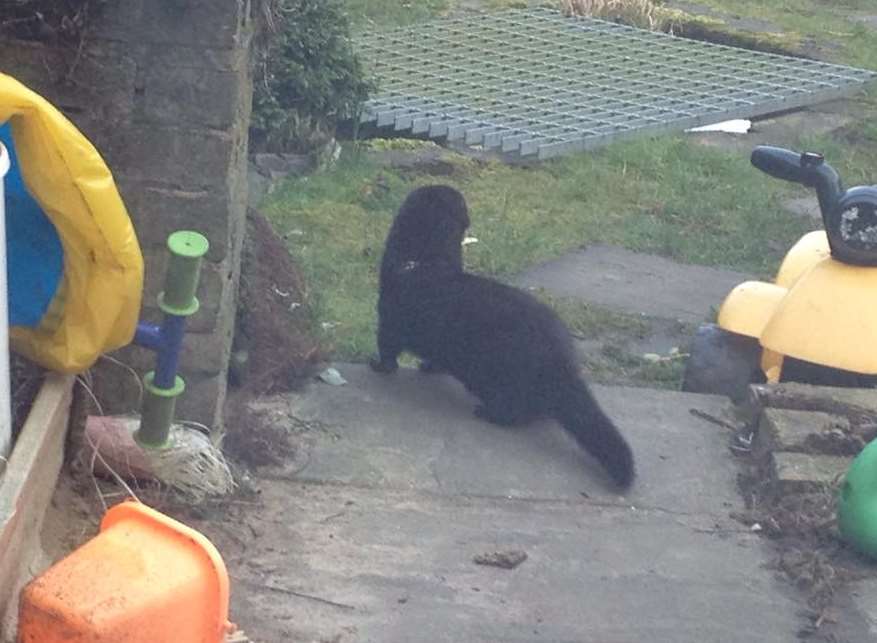 The black animal in a garden in Church Path, Deal