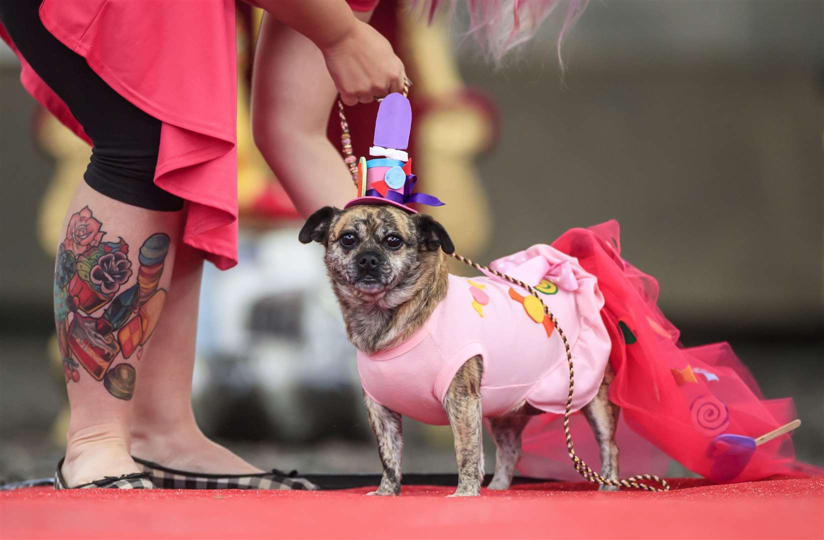 Some small dogs were dressed to the nines (Danny Lawson/PA)