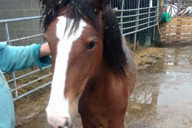 Young Esther, Heidi's foal