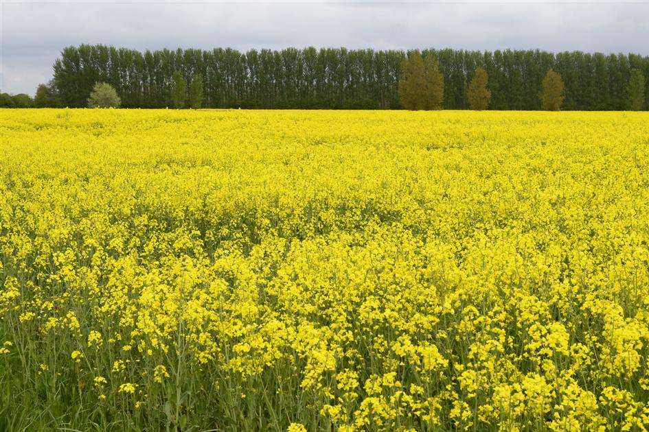 Rape seed oil crop in Wye