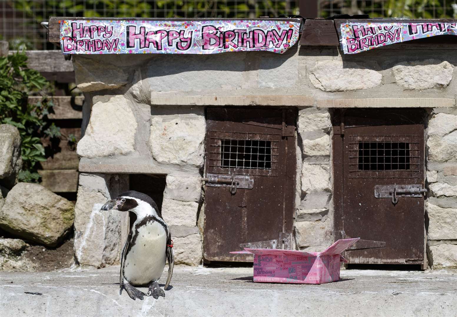 Celebrations take place behind closed doors to mark the 30th birthday of Rosie, one of the Humboldt penguins at Sewerby Hall in Bridlington (Danny Lawson/PA)