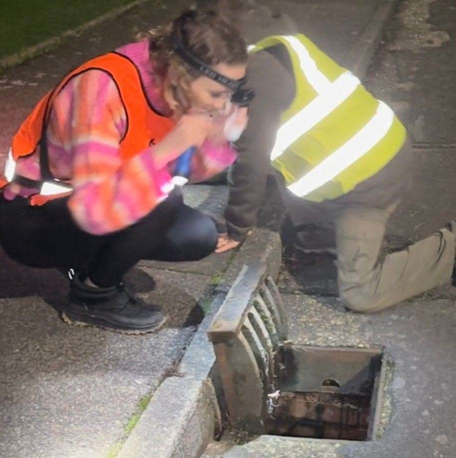 Unlike other toad patrols, the biggest threat to the species are drain holes