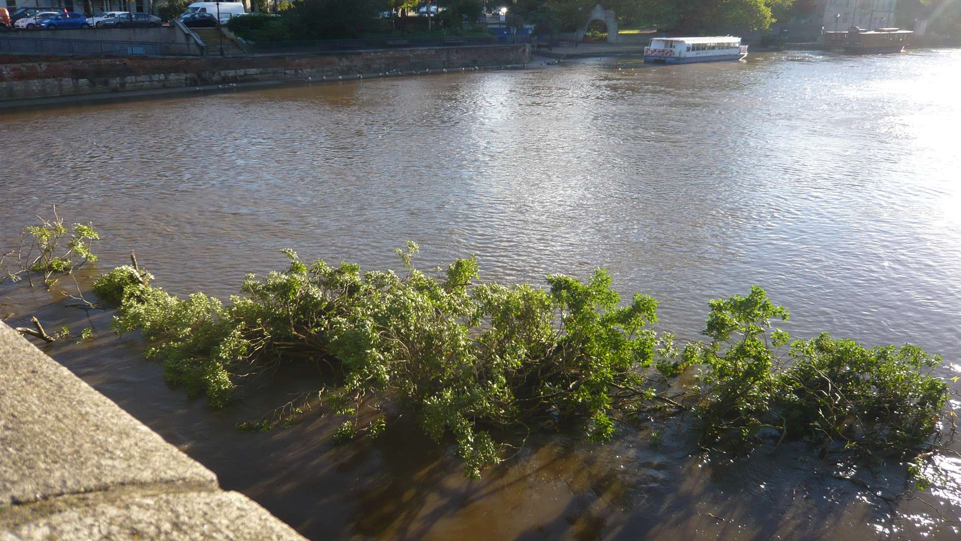 A tree in the River Medway just by the road bridge in Maidstone
