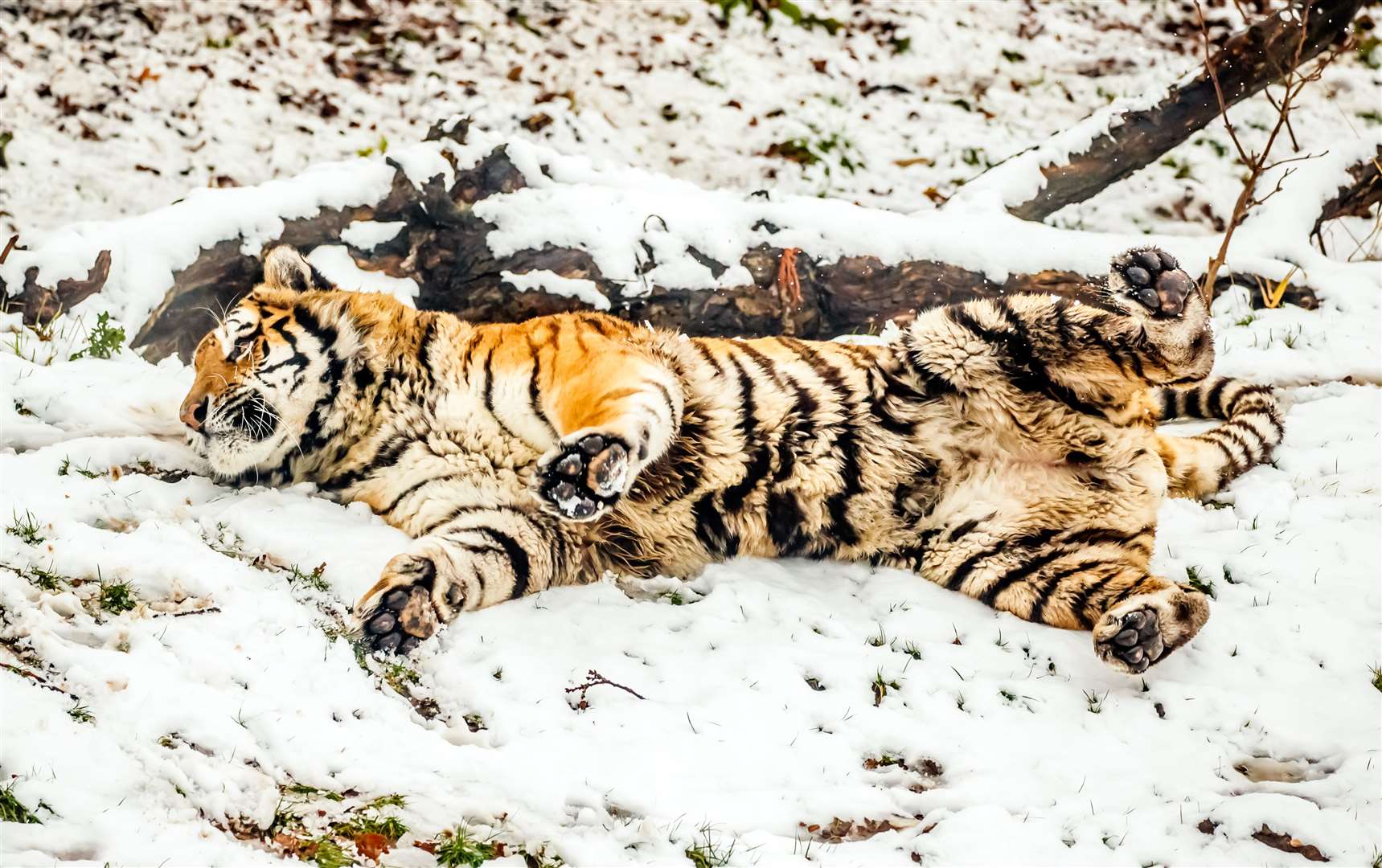 It was not just dogs having fun. An Amur tiger at Yorkshire Wildlife Park in Doncaster enjoyed rolling around in the snow (Danny Lawson/PA)