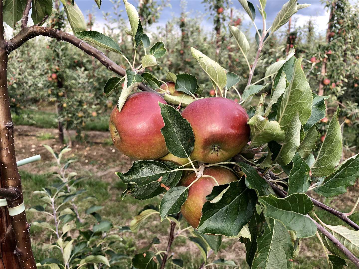 Growers in Kent say there has been a real downturn in younger generations joining the industry but say it's a wide-ranging industry with different skill sets needed