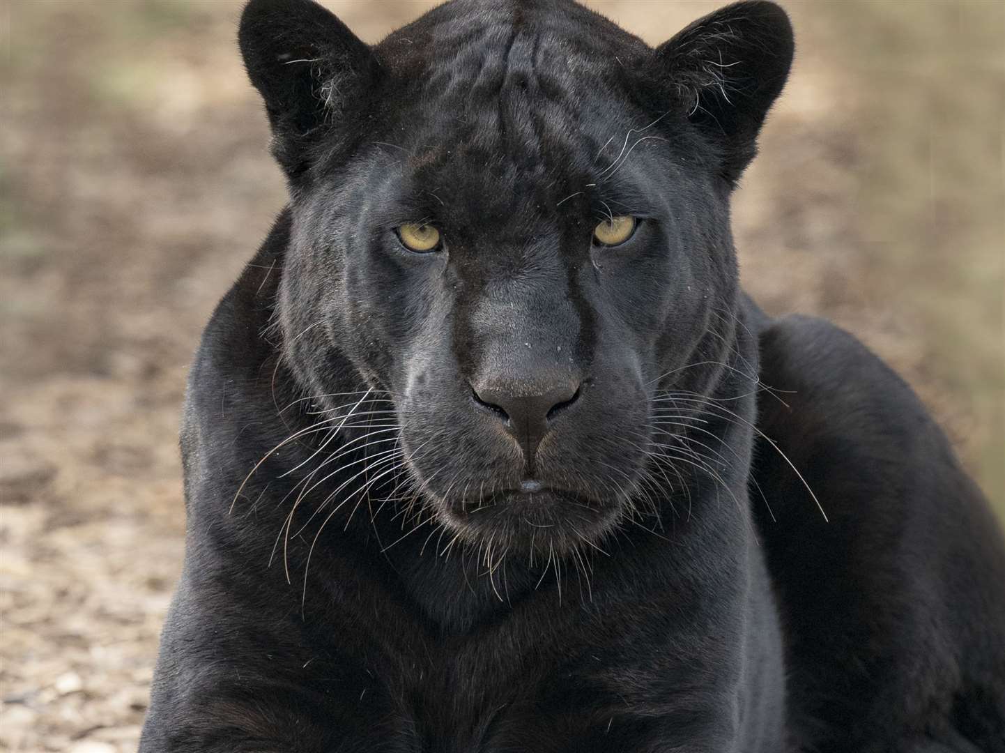 Maya, one of the many animals at the sanctuary. Picture: Alma Leaper