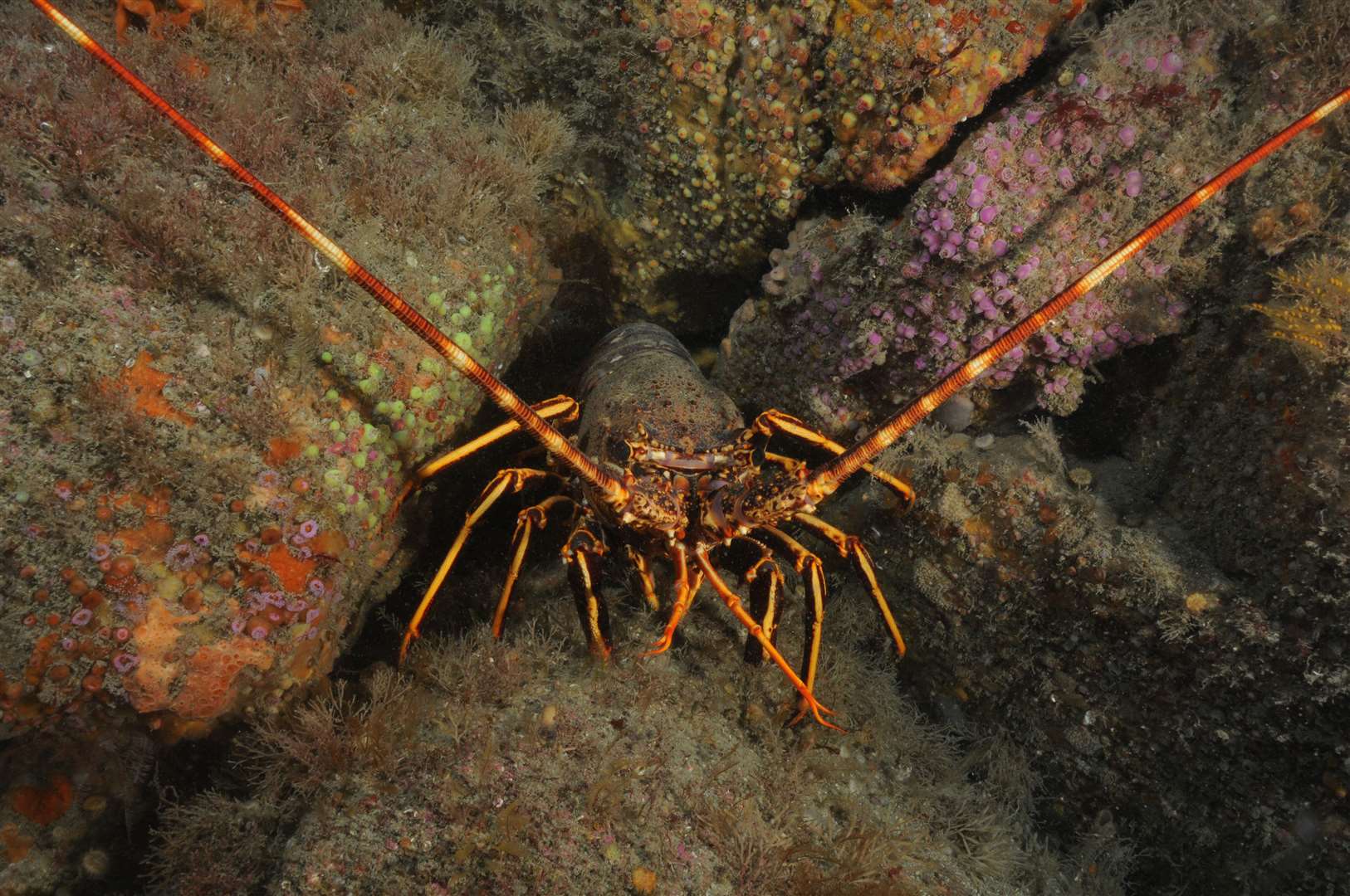 A spiny lobster was found in Wembury Bay for the first time in ‘living memory’ (Keith Hiscock/PA)