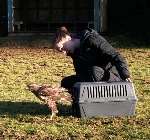 Vet Pru Harvey releases the buzzard at Hawkinge