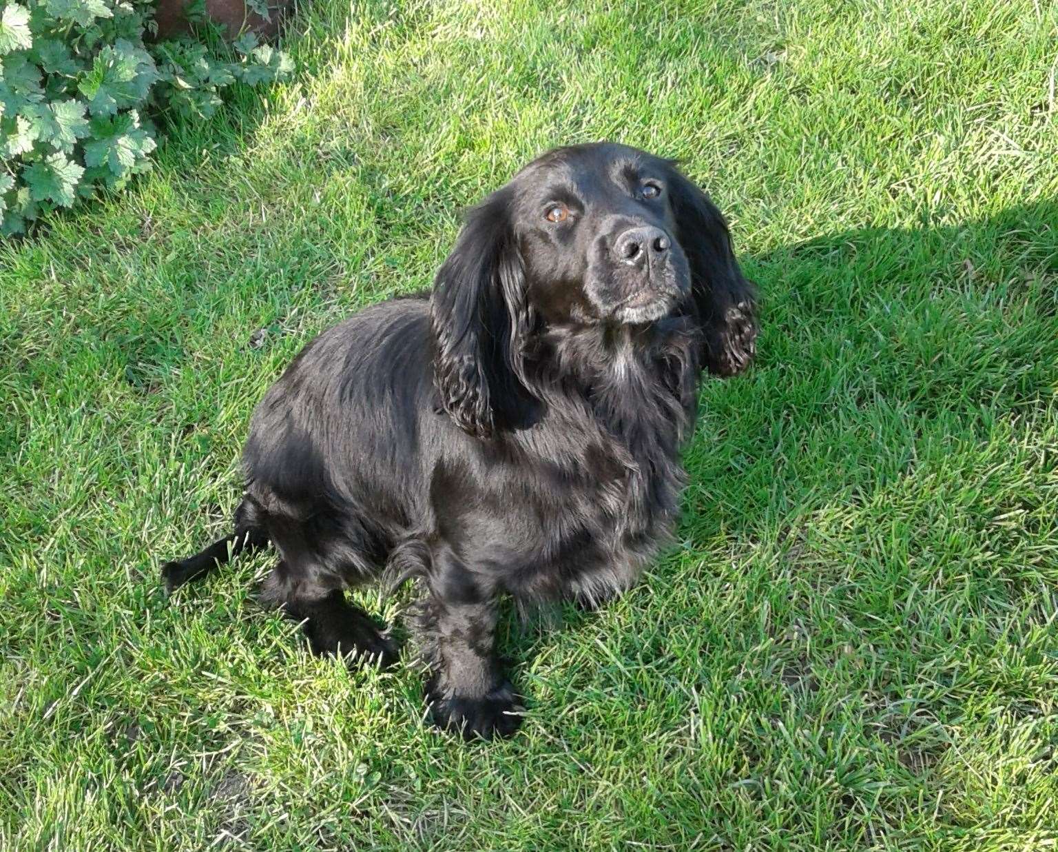 Archie has been awarded with a pet CBE. Picture: Pennard Vets