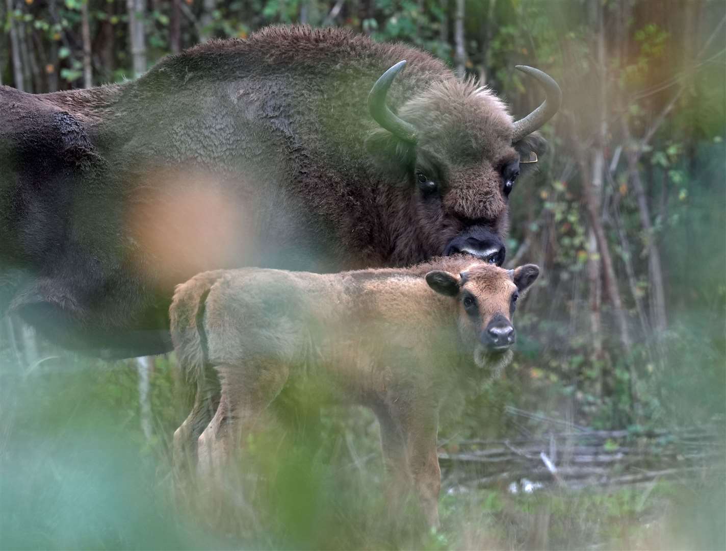 The bison have been introduced to the woodland to help tackle the nature and climate crises (Gareth Fuller/PA)