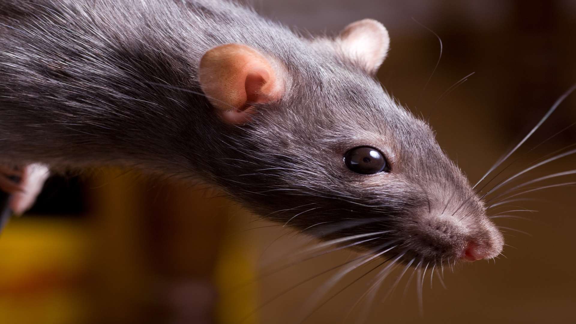 A dead rat was removed from the ceiling. Library image