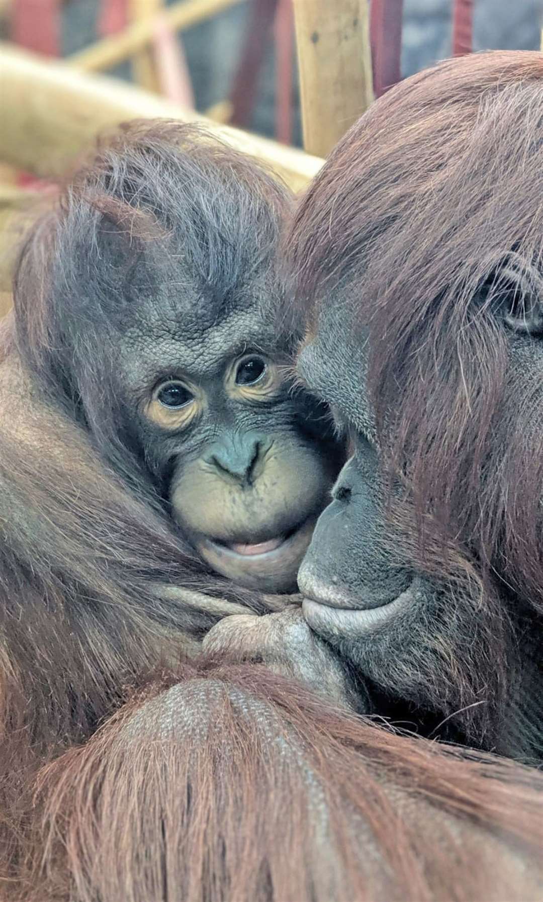 Mali and Tatau have been settling in behind closed doors at the zoo for the past few months (Colchester Zoo/PA)