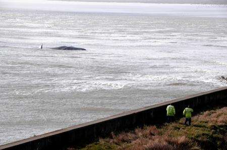 Pegwell Bay whale