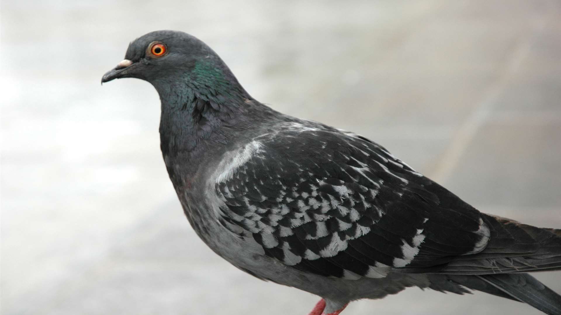 pigeon rescue near me uk