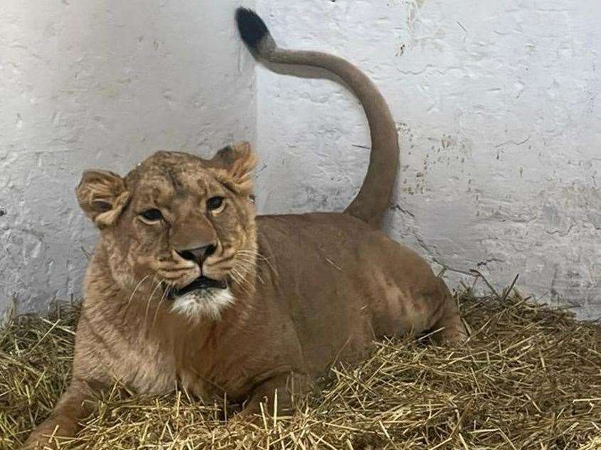 Lioness Yuna was welcomed to her new home at The Big Cat Sanctuary earlier this year. Picture: Wild Animal Rescue and IFAW