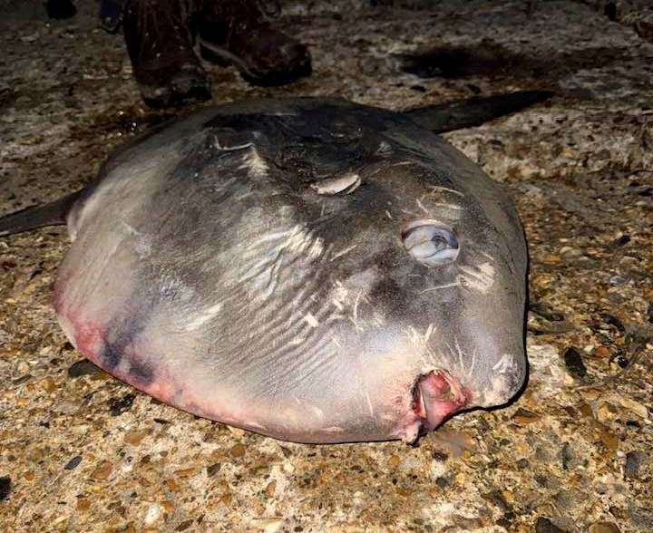 The ocean sunfish, or mola mola, in Folkestone. Picture: Belinda Stuart-Moonlight