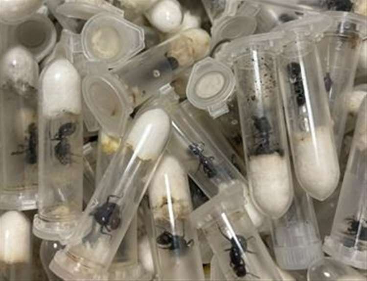 Last month 250 ants were found in a mystery box in Folkestone