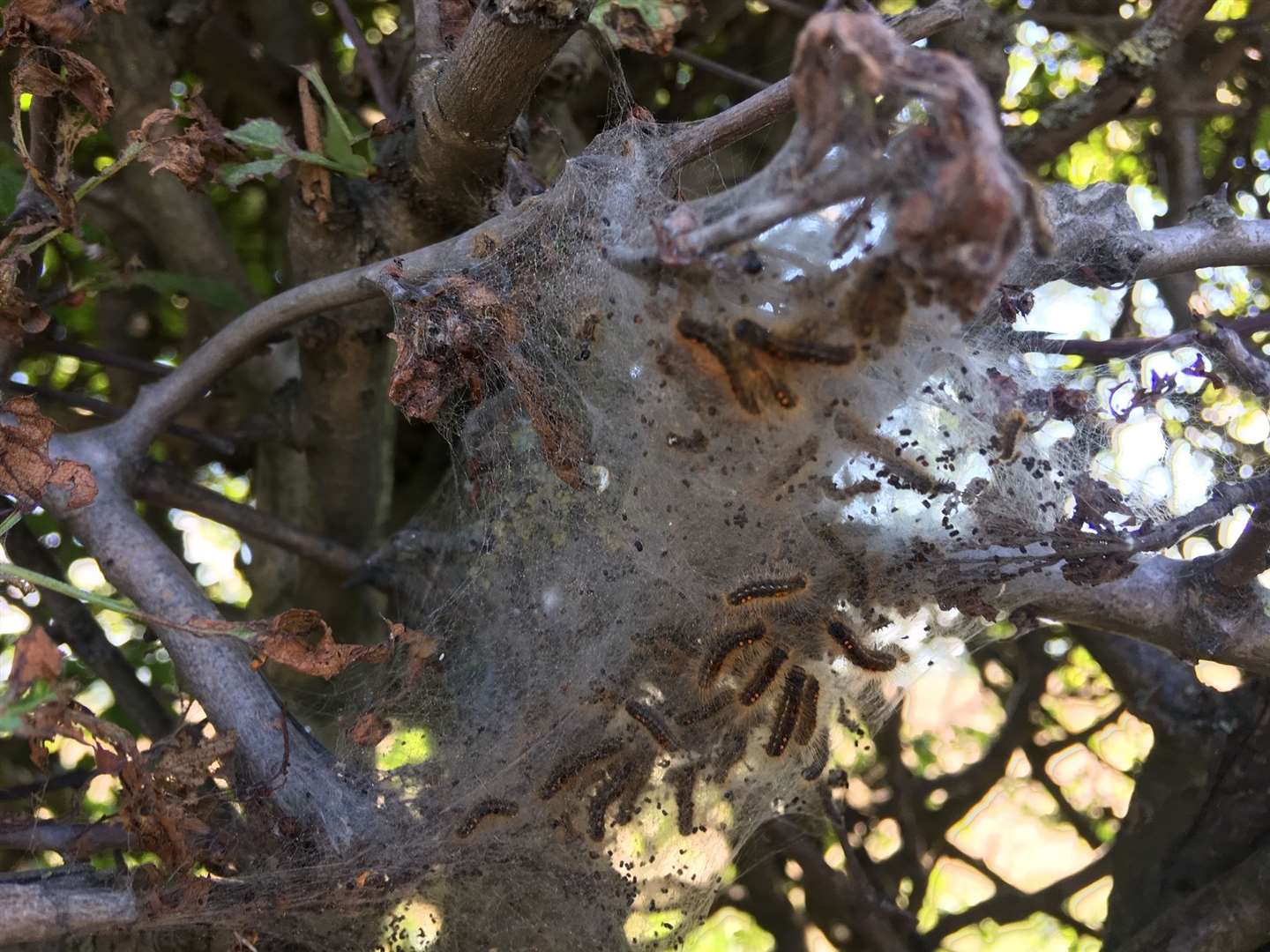 The toxic caterpillars are often in webs