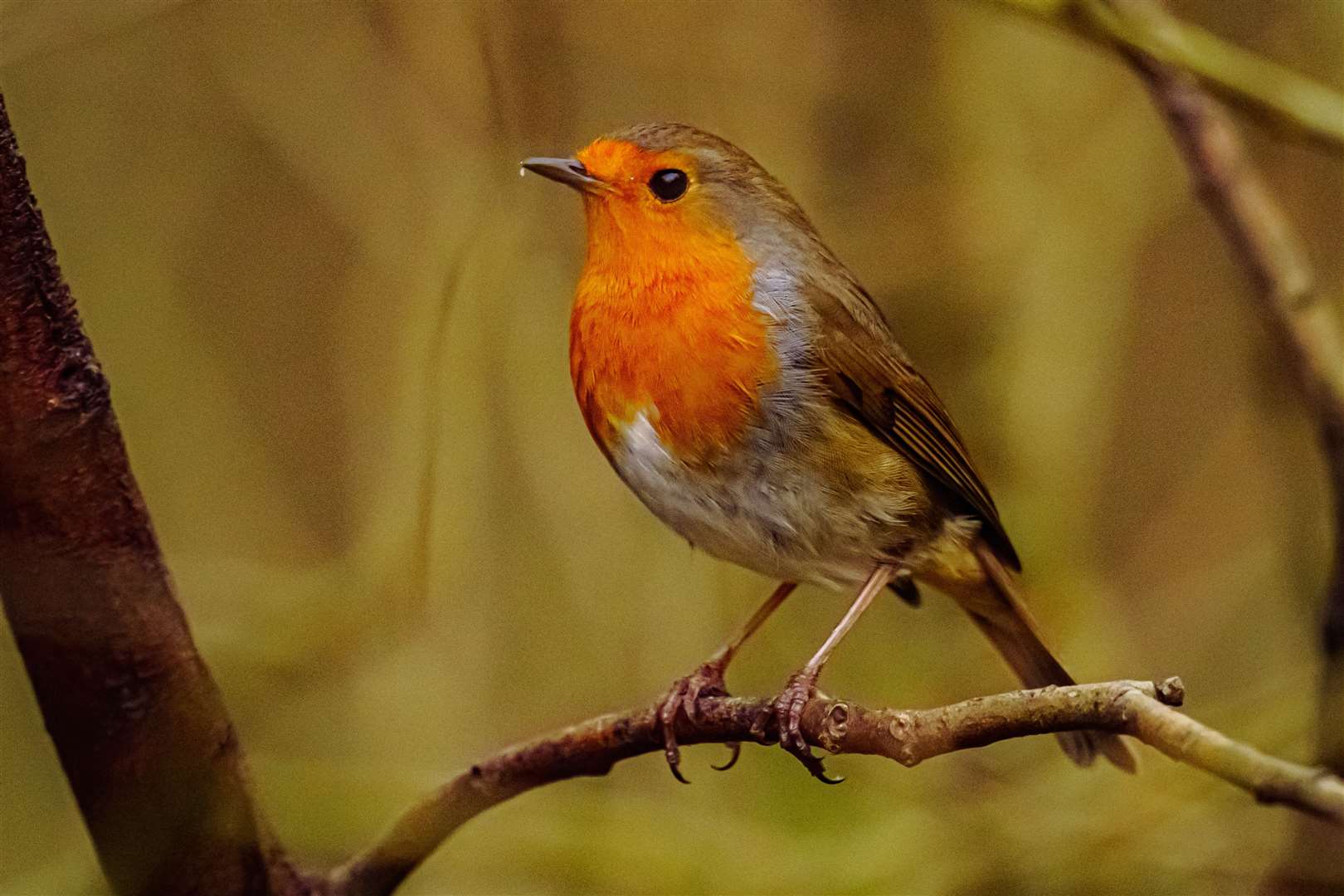 A robin in a tree near Clydach Vale, near Tonypandy, in Wales (Ben Birchall/PA)