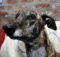 Nero the Greyhound, the doggy blood donor at home in Havelock Street, Canterbury.