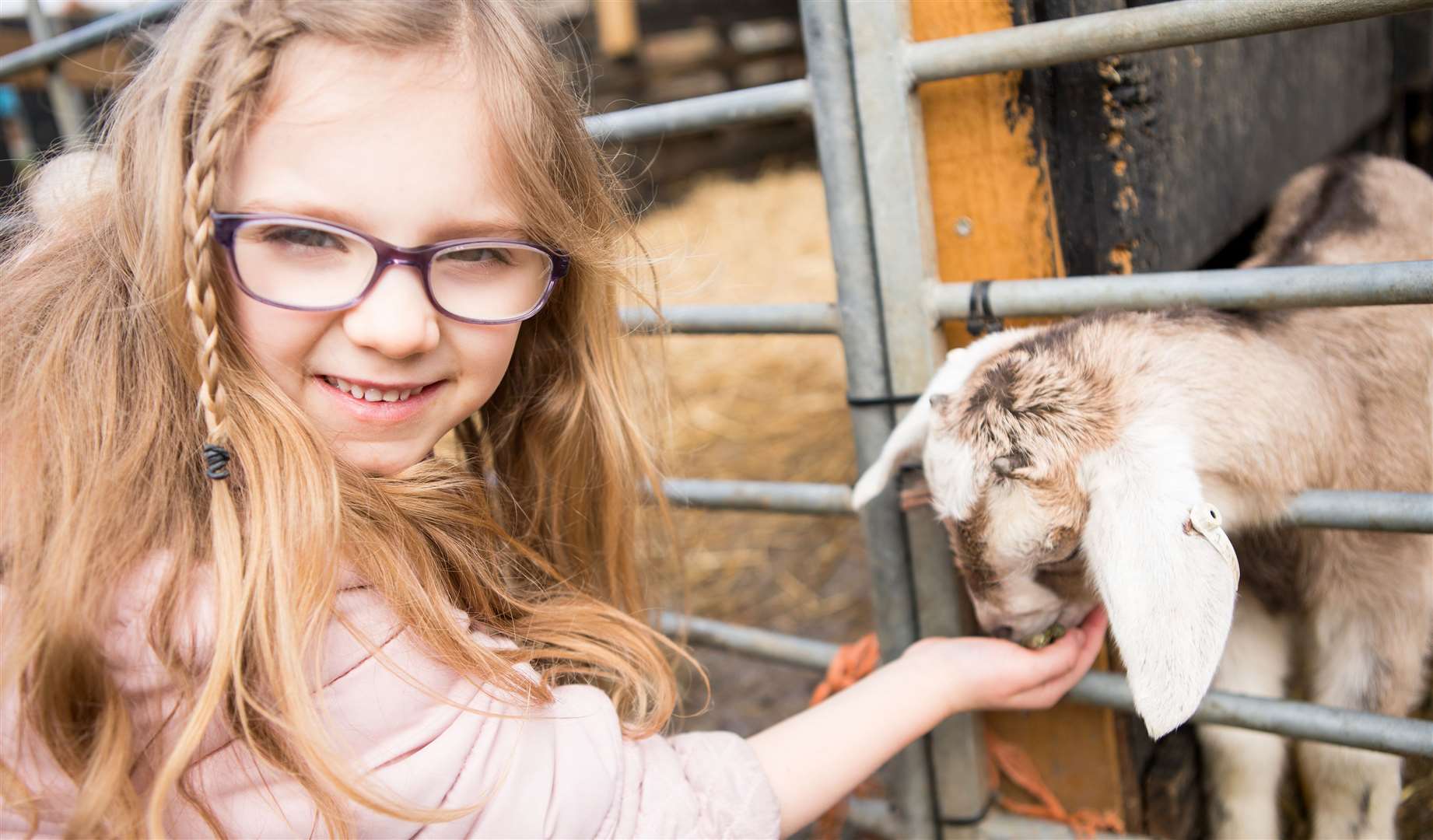 The farm will also be open for its usual animal encounters and outdoor activities. Picture: Kent Life Heritage Park