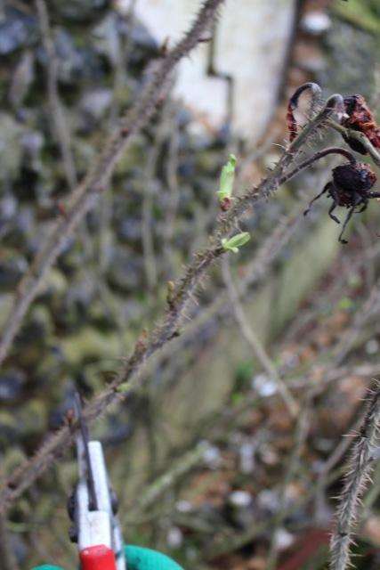 Lightly prune to an outward facing bud